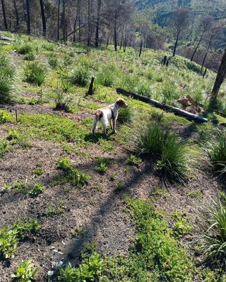 Drater con Lagotto 8 mesi