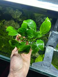 Anubias, Najas Guadalupensis, Caridine