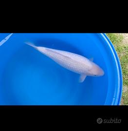 carpa koi
