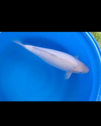 carpa koi