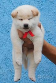 Cucciolo stupendo Shiba