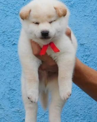 Cucciolo stupendo Shiba