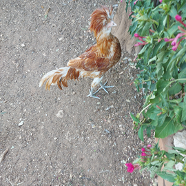 Gallo padovana camoscio