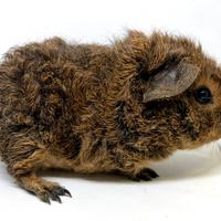 Cucciolo di cavia a pelo riccio -Alpaca Goldagouti