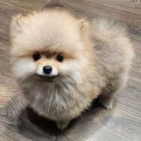 Cucciolo spitz Pomerania