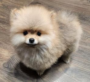 Cucciolo spitz Pomerania