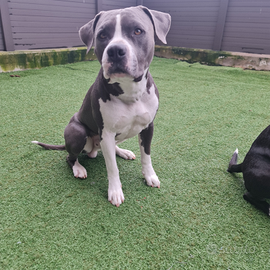 Amstaff grigio per monta