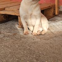 Bulldog francese adozione