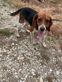 Cane da caccia