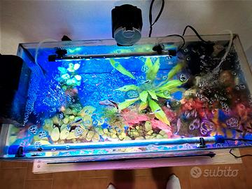acquario