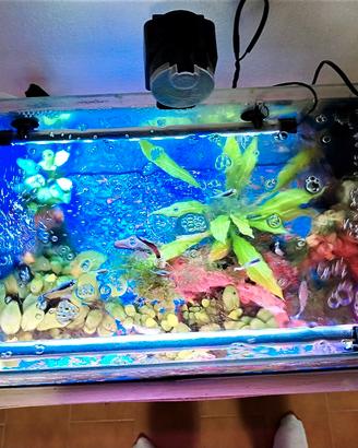 acquario