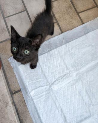 Animali