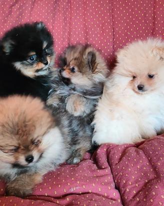 Spitz di pomerania nano