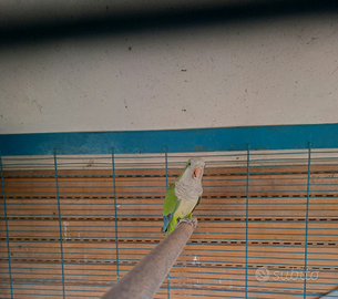 Parrocchetto monaco femmina