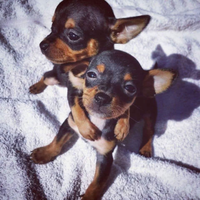 Mini cuccioli Toy da borsetta