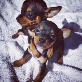 Mini cuccioli Toy da borsetta