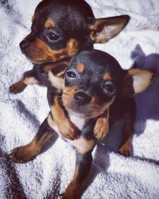 Mini cuccioli Toy da borsetta