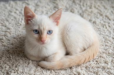 Siamese Red point