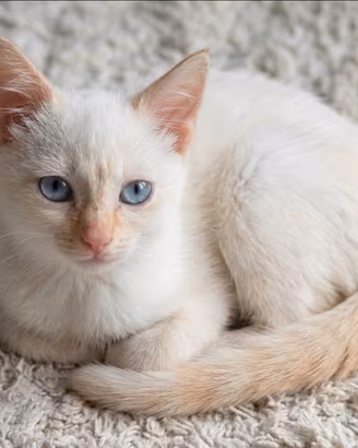 Siamese Red point