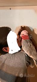 Cacatua Rosa capilla