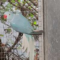 Coppia collari blu cleartail del 2024