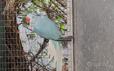 Coppia collari blu cleartail del 2024