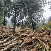 legna da ardere di leccio e quercia