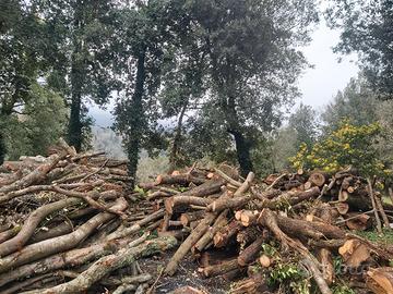 legna da ardere di leccio e quercia