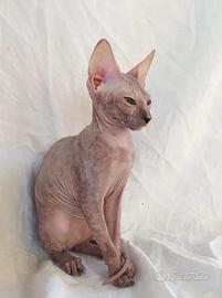Gattina don sphynx blu e crema