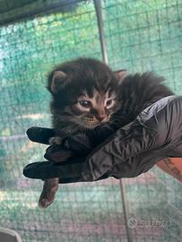 Cuccioli norvegese delle foreste