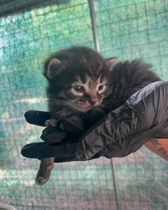 Cuccioli norvegese delle foreste