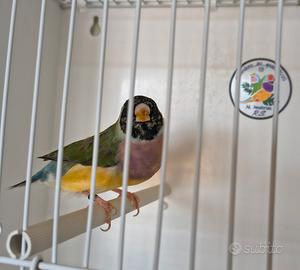 Diamanti di gould