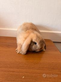 Conigli nani mini lop