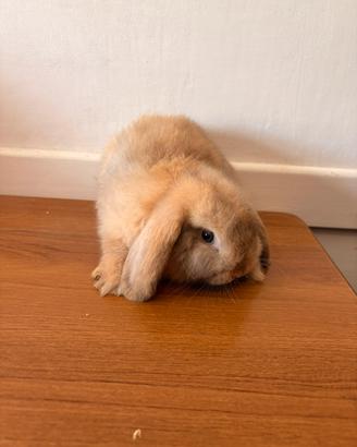 Conigli nani mini lop