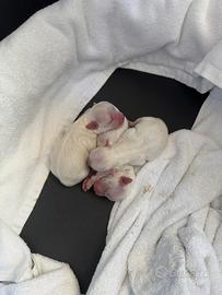 Cuccioli Maltese