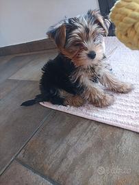 Yorkshire terrier