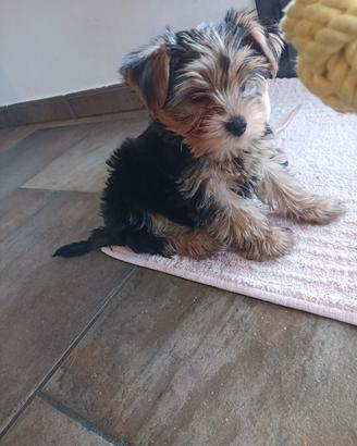 Yorkshire terrier
