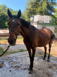 Cavallo da passeggiata