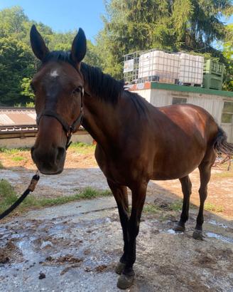 Cavallo da passeggiata
