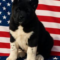 Akita Americano: