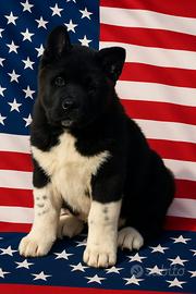 Akita Americano:
