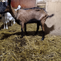 Capra scamosciata delle alpi