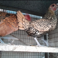 Coppia Galline sebright
