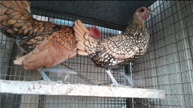 Coppia Galline sebright