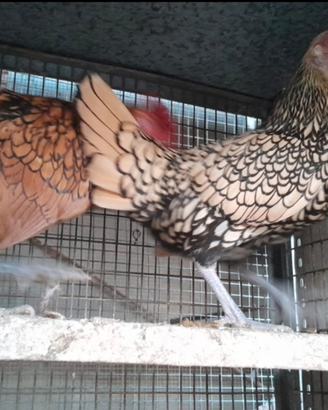 Coppia Galline sebright