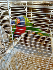 Coppia lorichetto arcobaleno