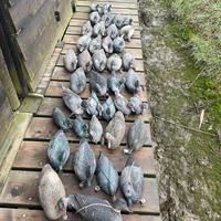 Lotto stampi caccia in plastica