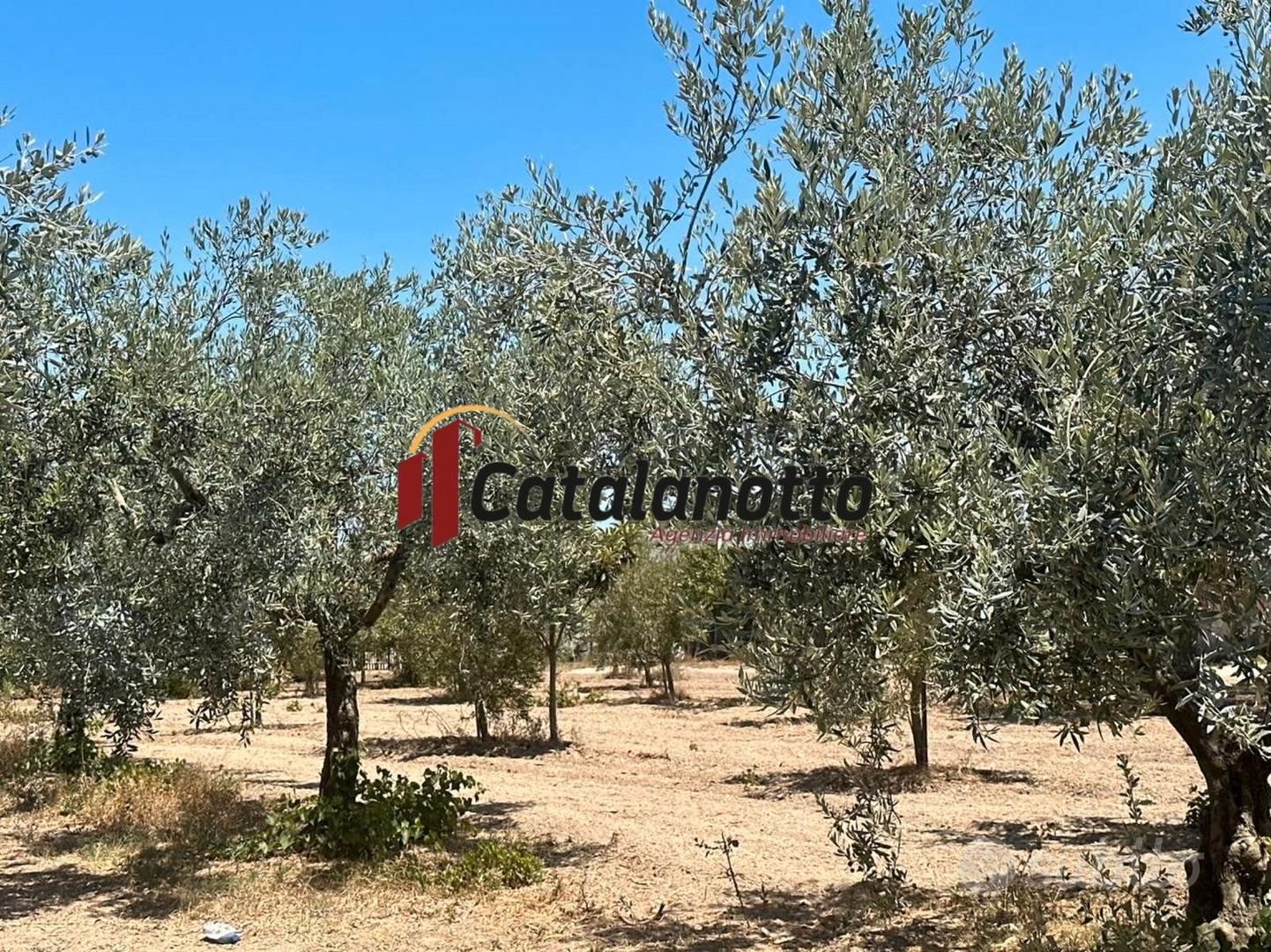 Terreno agricolo con uliveto e magazzino a Castelv - Vista 3