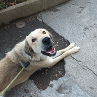 Kangal turco