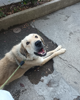 Kangal turco